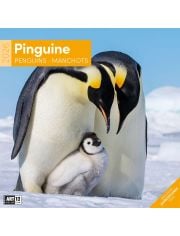 Стенен календар Ackermann Penguins 2026 – Пингвини