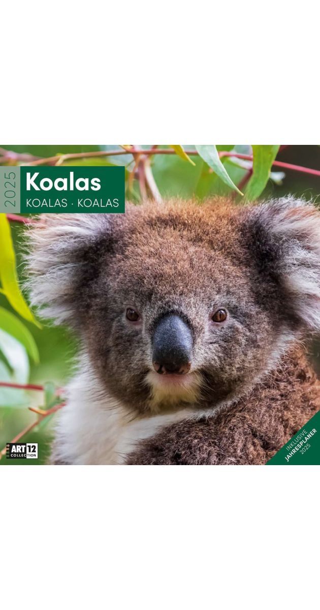 Календар Ackermann Koalas Коали, 2025 година Книжарница Orange