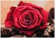 Картина с диамантена мозайка - Червена роза