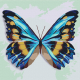 Комплект за лесно рисуване с акрилни бои Ideyka - Синя пеперуда, 25 х 25 см.