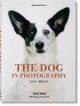 Dog in Photography
