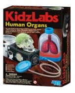 Детска лаборатория - човешките органи