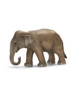 Индийски слон, женски