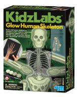 Детска лаборатория - светещ човешки скелет