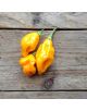Семена за люта чушка Habanero Lemon Piccolo - Piccolo - Piccolo - Мъж - 8053306010237-3-thumb