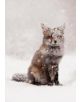 Snow Fox Notecards - 9780735341319-thumb