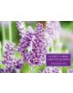 Tin Box of 20 Gift Cards and Envelopes: Lavender - 9780754826057-thumb