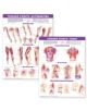 Trigger Point Chart Set: Torso & Extremities Paper - 9780781773065-thumb