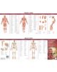 Anatomical Chart Company's Illustrated Pocket Anatomy: The Muscular & Skeletal Systems Study Guide - 9780781776783-thumb