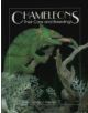 Chameleons - 9780888393531-thumb