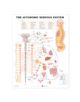 The Autonomic Nervous System Anatomical Chart - 9781587790010-thumb
