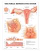 The Female Reproductive System Anatomical Chart - 9781587790201-thumb
