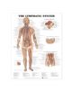 The Lymphatic System Anatomical Chart - 9781587790263-thumb
