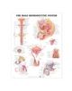 The Male Reproductive System Anatomical Chart - 9781587790317-thumb