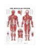 The Muscular System Anatomical Chart - 9781587790355-thumb