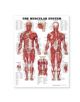 The Muscular System Anatomical Chart - 9781587790362-thumb