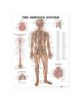 The Nervous System Anatomical Chart - 9781587790454-thumb