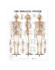The Skeletal System Anatomical Chart - 9781587790638-thumb