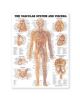 Vascular System and Viscera Anatomical Chart - 9781587790775-thumb