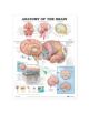 Anatomy of the Brain Anatomical Chart - 9781587790904-thumb
