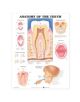 Anatomy of the Teeth Anatomical Chart - 9781587791000-thumb