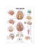 The Brain Anatomical Chart - 9781587791062-thumb