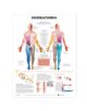 Dermatomes Anatomical Chart - 9781587791116-thumb