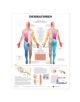Dermatomes Anatomical Chart - 9781587791123-thumb
