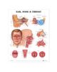 Ear, Nose and Throat Anatomical Chart - 9781587791154-thumb