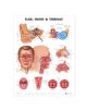 Ear, Nose and Throat Anatomical Chart - 9781587791161-thumb