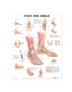 Foot and Ankle Anatomical Chart - 9781587791376-thumb