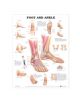 Foot and Ankle Anatomical Chart - 9781587791383-thumb