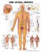 The Spinal Nerves Anatomical Chart - 9781587792052-thumb