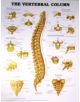 The Vertebral Column Anatomical Chart - 9781587792113-thumb