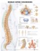 Human Spine Disorders Anatomical Chart - 9781587794438-thumb