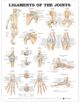 Ligaments of the Joints Anatomical Chart - 9781587794667-thumb
