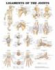Ligaments of the Joints Anatomical Chart - 9781587794674-thumb