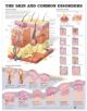 The Skin and Common Disorders Anatomical Chart - 9781587796128-thumb