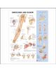 Shoulder and Elbow Anatomical Chart - 9781587797552-thumb