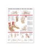 Anatomy and Injuries of the Foot and Ankle - 9781587798399-thumb