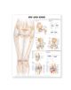 Hip and Knee Anatomical Chart - 9781587798658-thumb