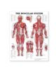 The Muscular System Giant Chart Laminated - 9781587799815-thumb