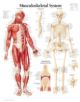 Musculoskeletal System Laminated Poster - 9781930633339-thumb