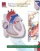 Illustrated Atlas of Human Physiology - 9781932922981-thumb