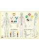 Meridians / Five Elements -- A2 - 9789491974038-thumb