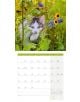 Стенен календар Ackermann Cats 2026 – Котки - Ackermann - Ackermann - Жена, Мъж - Ackermann - Art12 - 9783838446202-10-thumb