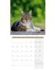 Стенен календар Ackermann Cats 2026 – Котки - Ackermann - Ackermann - Жена, Мъж - Ackermann - Art12 - 9783838446202-11-thumb