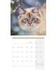 Стенен календар Ackermann Cats 2026 – Котки - Ackermann - Ackermann - Жена, Мъж - Ackermann - Art12 - 9783838446202-2-thumb