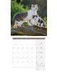 Стенен календар Ackermann Cats 2026 – Котки - Ackermann - Ackermann - Жена, Мъж - Ackermann - Art12 - 9783838446202-3-thumb