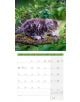 Стенен календар Ackermann Cats 2026 – Котки - Ackermann - Ackermann - Жена, Мъж - Ackermann - Art12 - 9783838446202-5-thumb